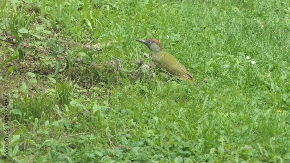 Grünspecht auf einer Wiese, pickt Ameisen Grünspecht auf einer Wiese, pickt Ameisen