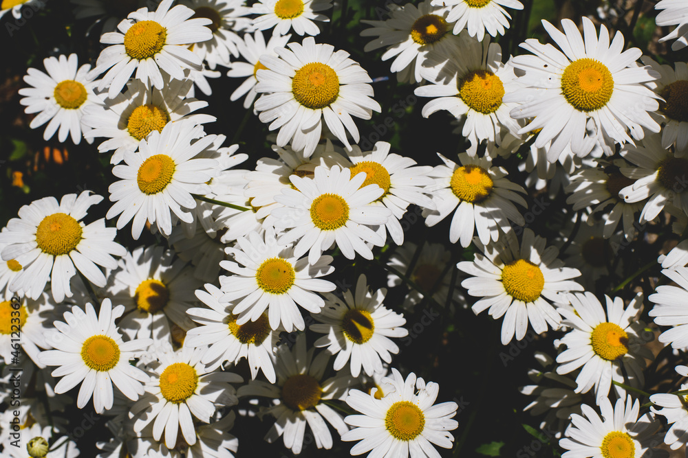 daisies daisies