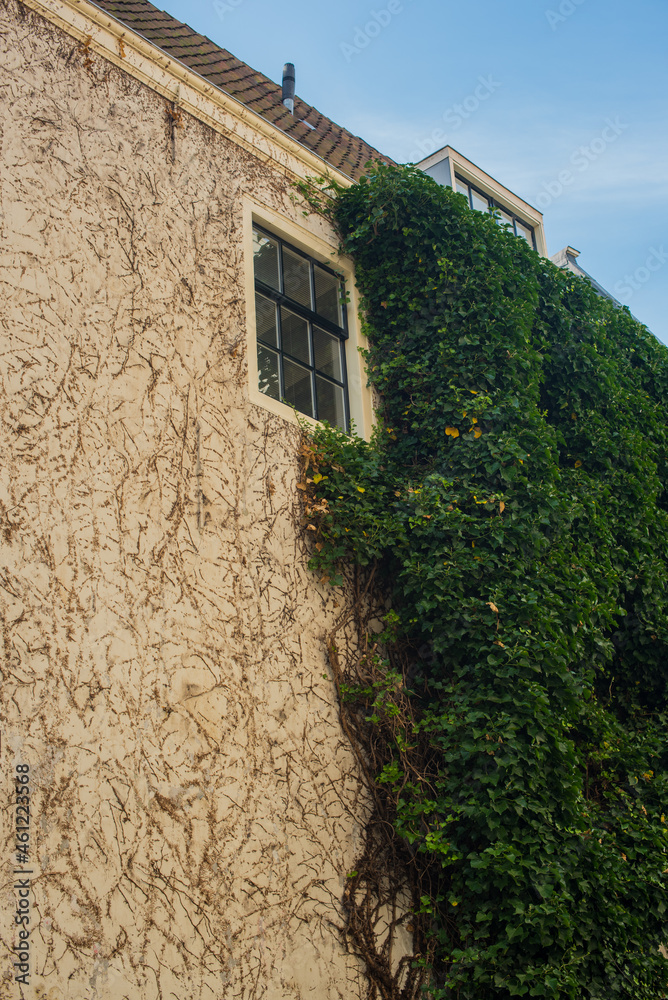 old brick house with green ivy