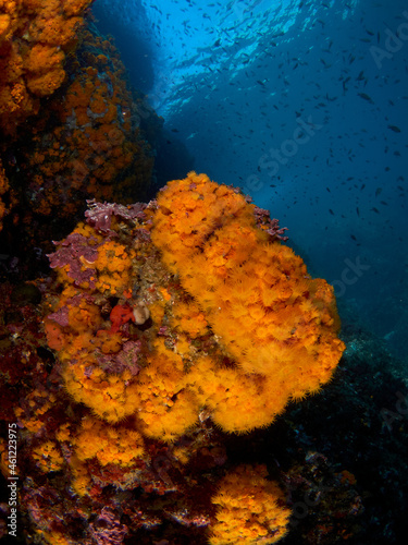 Close-up of orange coral colony in the mediterranean sea.