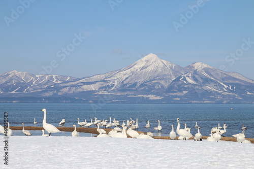 猪苗代湖の白鳥（福島県・湖南町・青松浜）