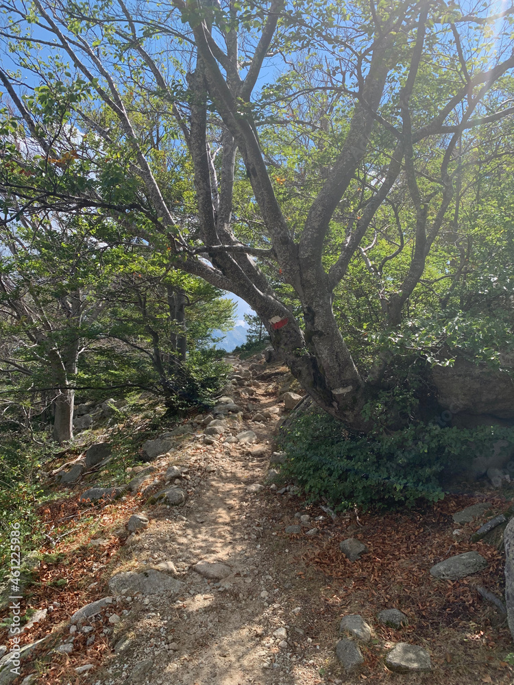Fototapeta premium Sentier forestier sur le GR20 sud Corse