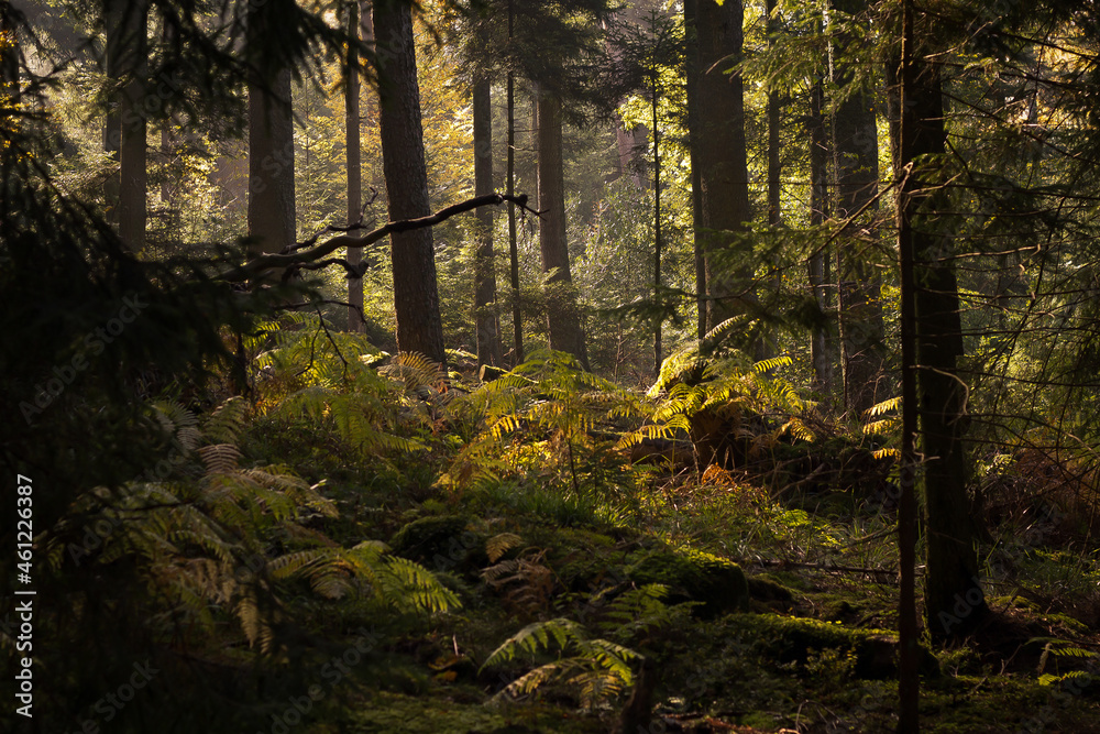 the forest the good place to hike the forest the good place to hike