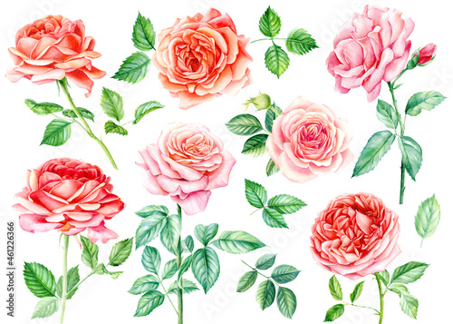 Set pink roses. Watercolor flowers, leaves and branch isolated background, botanical illustration © Hanna