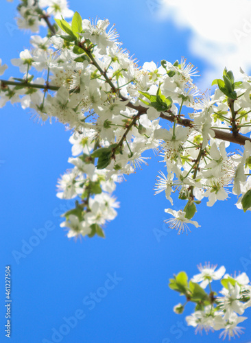 Сherry plum flowers on blue sky background. Beautiful branches of white Cherry blossoms in the spring garden. Nature floral pattern texture.