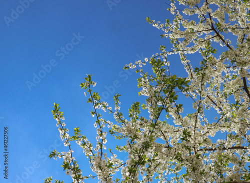 Сherry plum tree flowers. Beautiful branches of white Cherry blossoms in the spring garden on blue sky background. Nature floral pattern texture.