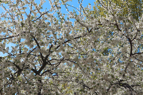 Сherry plum tree flowers. Beautiful branches of white Cherry blossoms in the spring garden on blue sky background. Nature floral pattern texture.