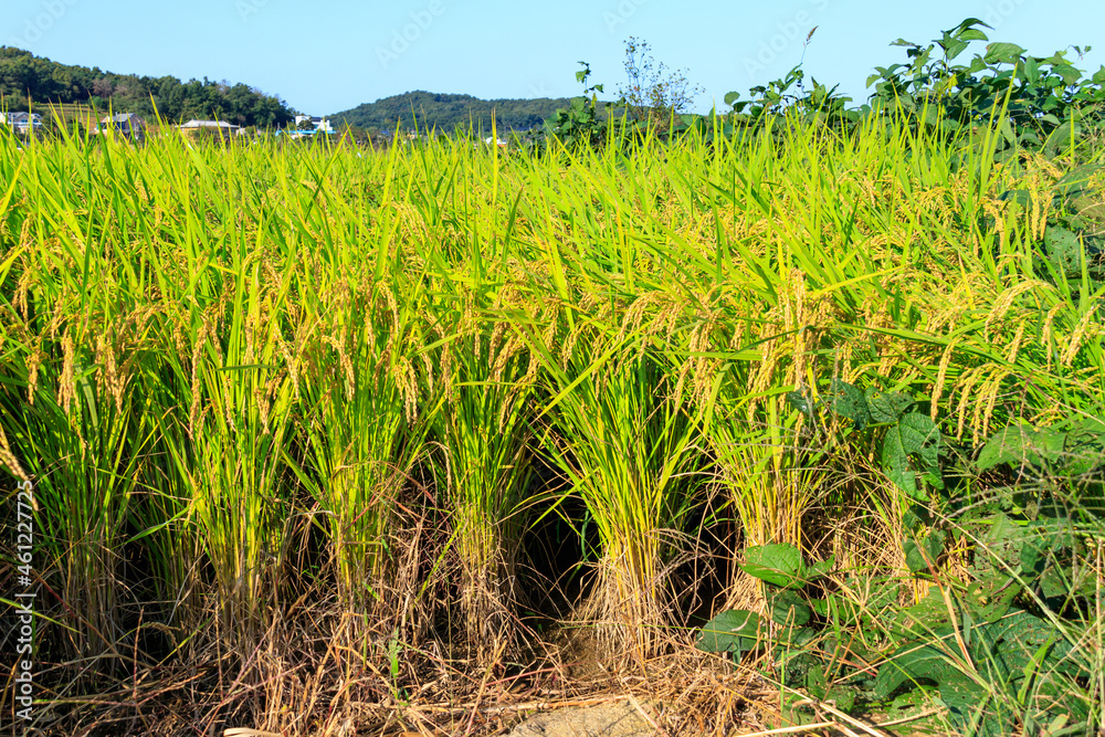 Obraz premium Korean traditional rice farming. Rice farming landscape in autumn. Rice field and the sky in, Gimpo-si, Gyeonggi-do,Republic of Korea.