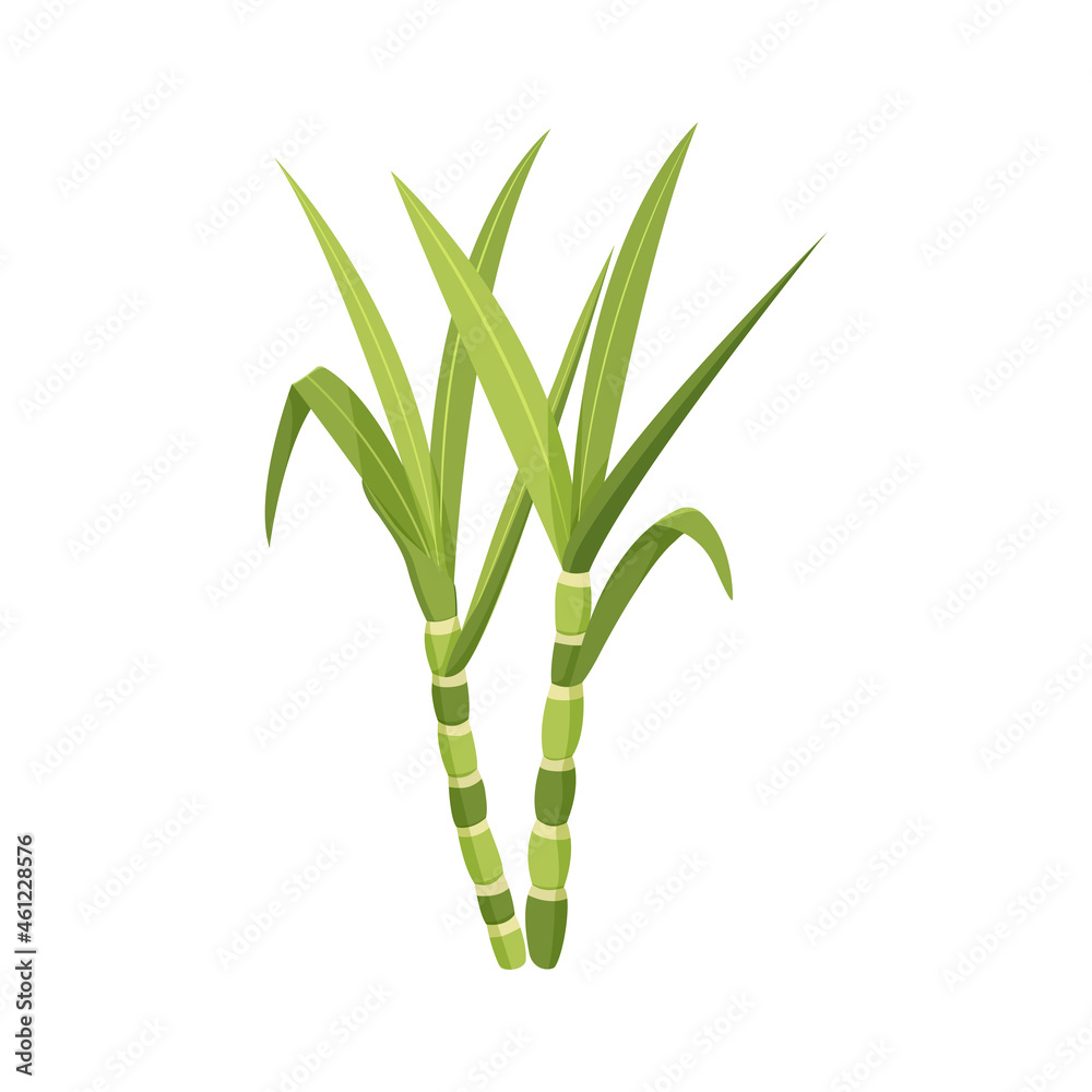 Obraz premium Sugarcane stalk with leaves isolated on white background.