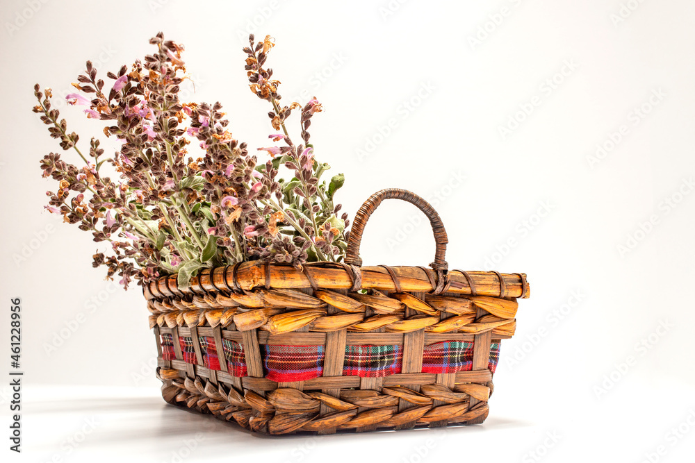 Sage in the basket with white background. Sage in the basket with white background.