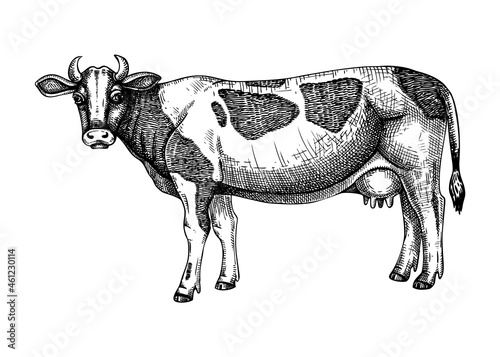 Hand-sketched  Cow vector illustration. Farm animal hand drawing. Spotted cow sketch. Vintage animal. Perfect for recipe, menu, label, icon, packaging,