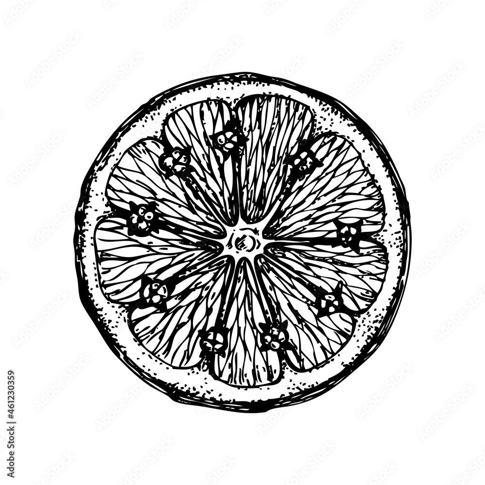 Ink hand drawn orange isolated on white background. Vector illustration of highly detailed citrus fruits. Sliced orange with cloves drawing. Traditional Christmas decor Ink hand drawn orange isolated on white background. Vector illustration of highly detailed citrus fruits. Sliced orange with cloves drawing. Traditional Christmas decor