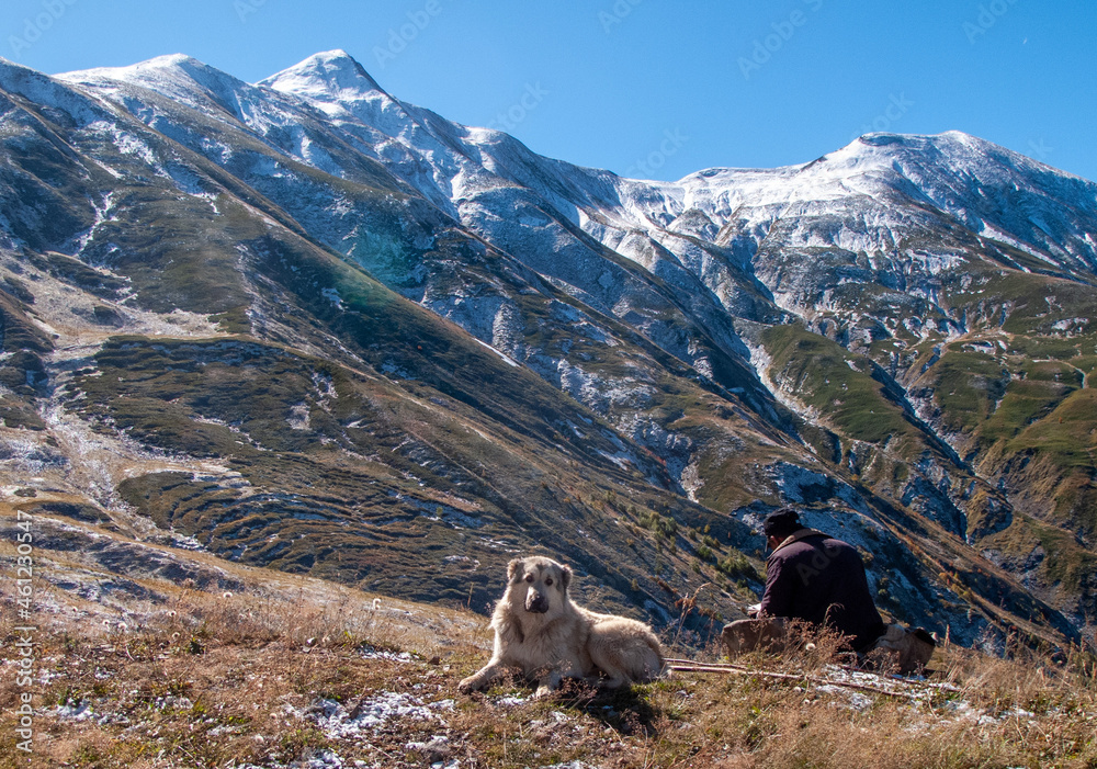 Fototapeta premium Caucasian shepherd in the Caucasian mountain Kvesureti, Georgia