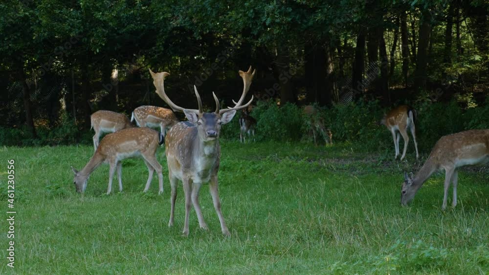 Close up of Axis deer standing on a meadow and grassing. Close up of Axis deer standing on a meadow and grassing.