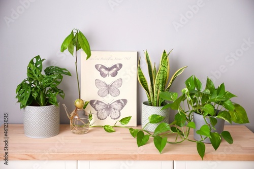 Quadro su tela Home garden
