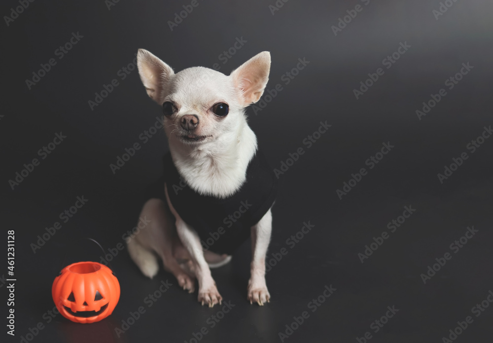 white short hair  Chihuahua dogs sitting on black background with plastic halloween pumpkin.