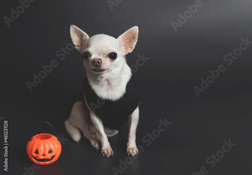 white short hair Chihuahua dogs sitting on black background with plastic halloween pumpkin.