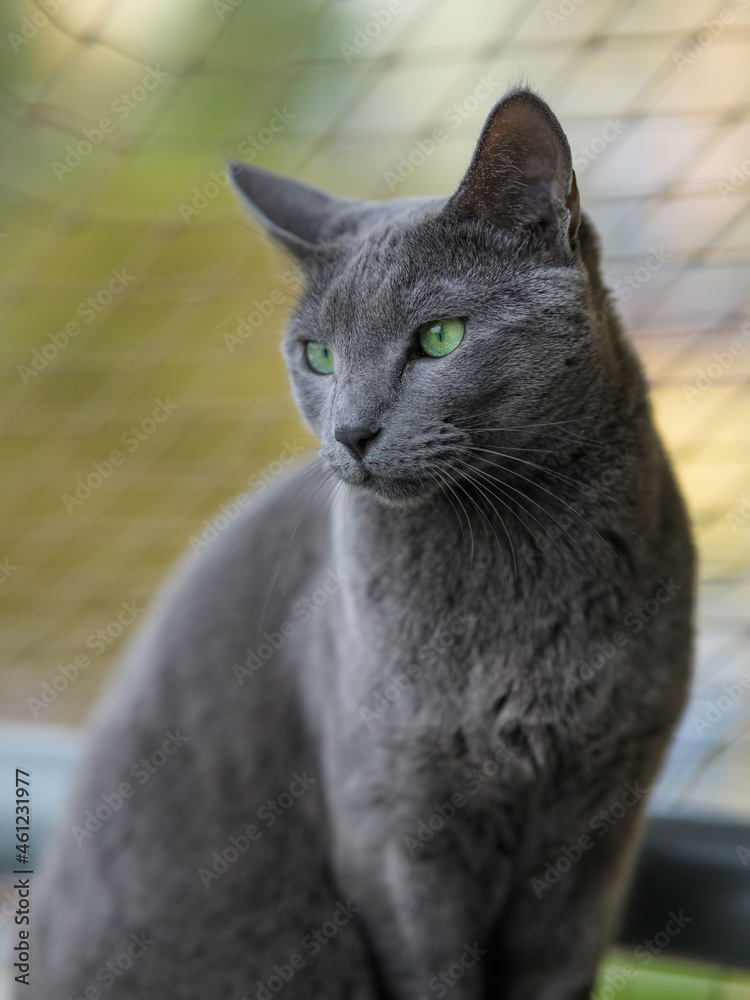 Kot Rosyjski Niebieski, siedzący na balkonie. Siatka zabezpieczająca.