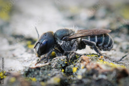 Detailed closeup on the blue mason bee, Osmia caerulescens from the Gard, France photo