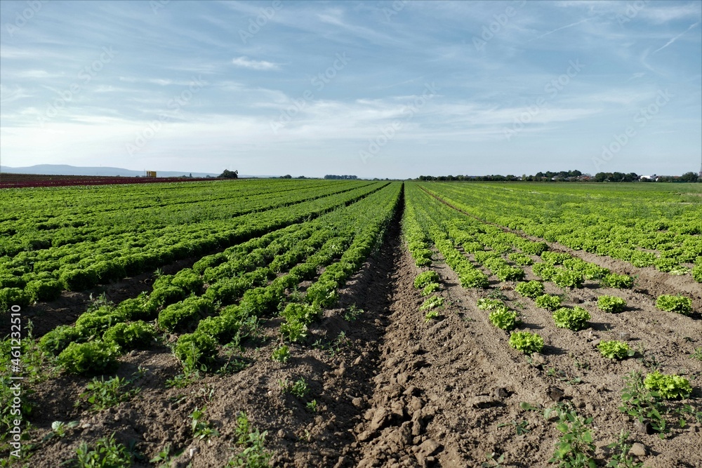 Grüne Salatfelder bis zum Horizont