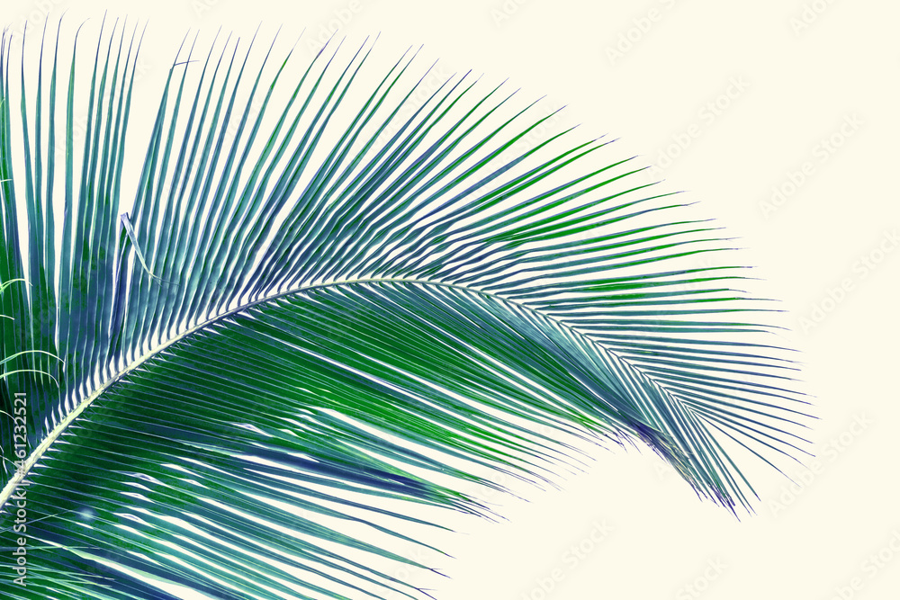 Obraz premium Palme de cocotier 