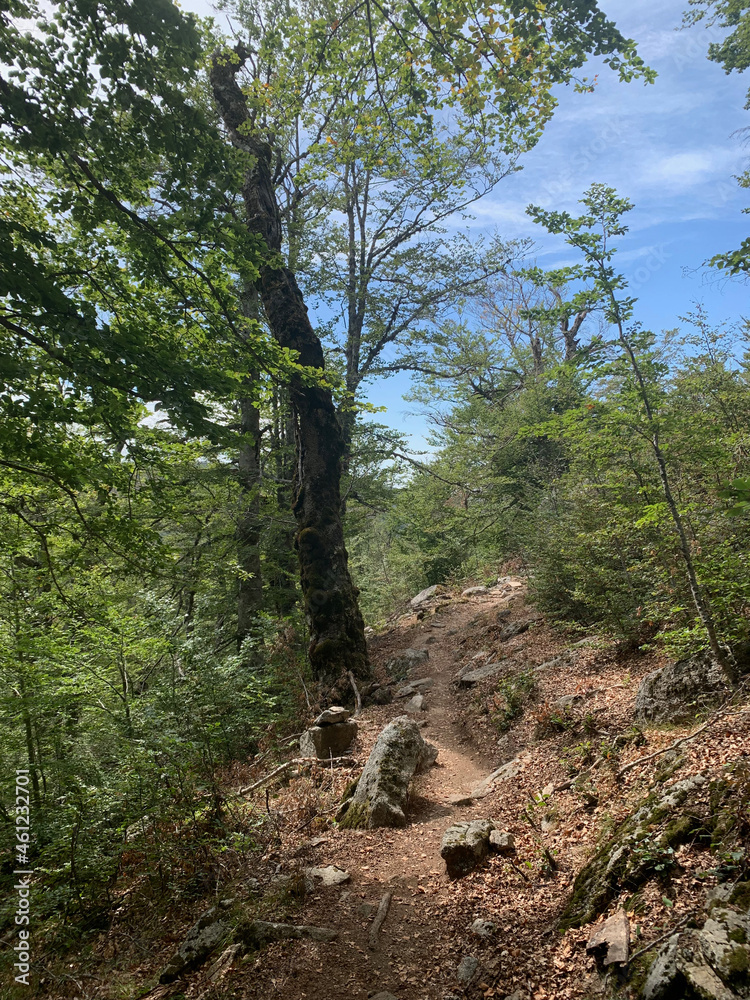 Arbres troncs GR20 corse dans la forêt Arbres troncs GR20 corse dans la forêt