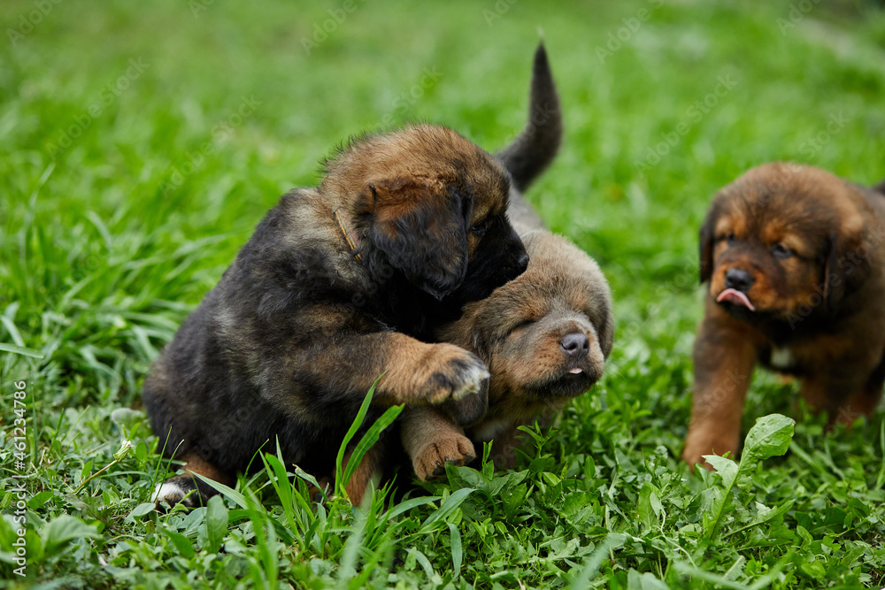 Little puppys Newfoundland, running around, playing in the summer park on green grass outdoor.. Little puppys Newfoundland, running around, playing in the summer park on green grass outdoor..