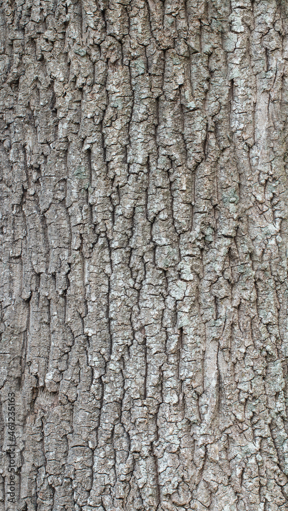 Oak trunk texture for background, wallpaper, material for texture 3D Oak trunk texture for background, wallpaper, material for texture 3D