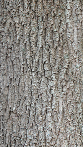 Oak trunk texture for background, wallpaper, material for texture 3D