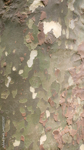 Plane tree trunk texture for background, wallpaper, material for texture 3D