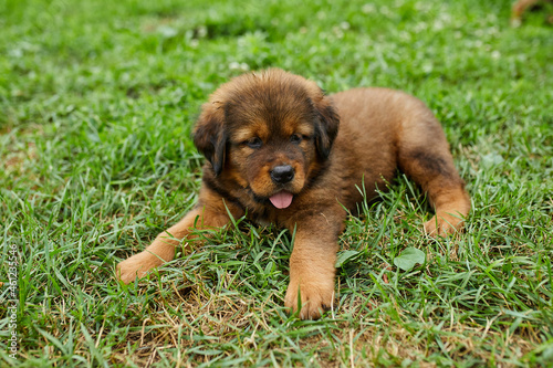 Brown cute happy puppy Newfoundland, Adorable smile dog in the summer park on green grass outdoor.