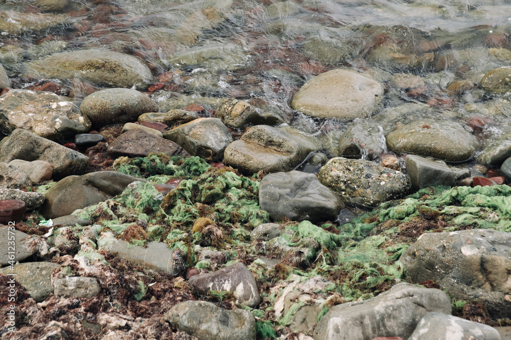 Sea stones and algae in water background close-up. Sea stones and algae in water background close-up.