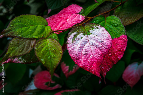 Actinidia kolomikta (Variegated Kiwi Vine) red green leaves with water drops, close up. Flamingo ray pens Climber Wall Shrub. Artic Kiwi Colorful leaves photo