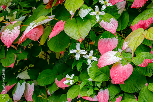 Actinidia kolomikta (Variegated Kiwi Vine) red green leaves with water drops, close up. Flamingo ray pens Climber Wall Shrub. Artic Kiwi Colorful leaves photo