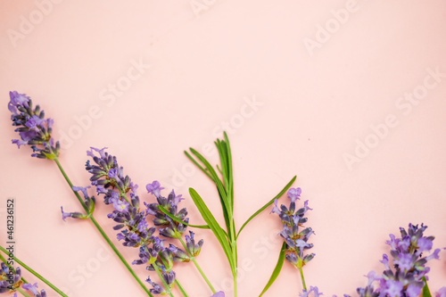 Fototapeta Naklejka Na Ścianę i Meble -  lavender flowers on a pink background. top view, space for text