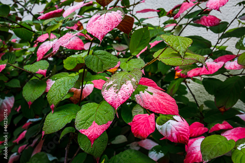 Actinidia kolomikta (Variegated Kiwi Vine) red green leaves with water drops, close up. Flamingo ray pens Climber Wall Shrub. Artic Kiwi Colorful leaves photo