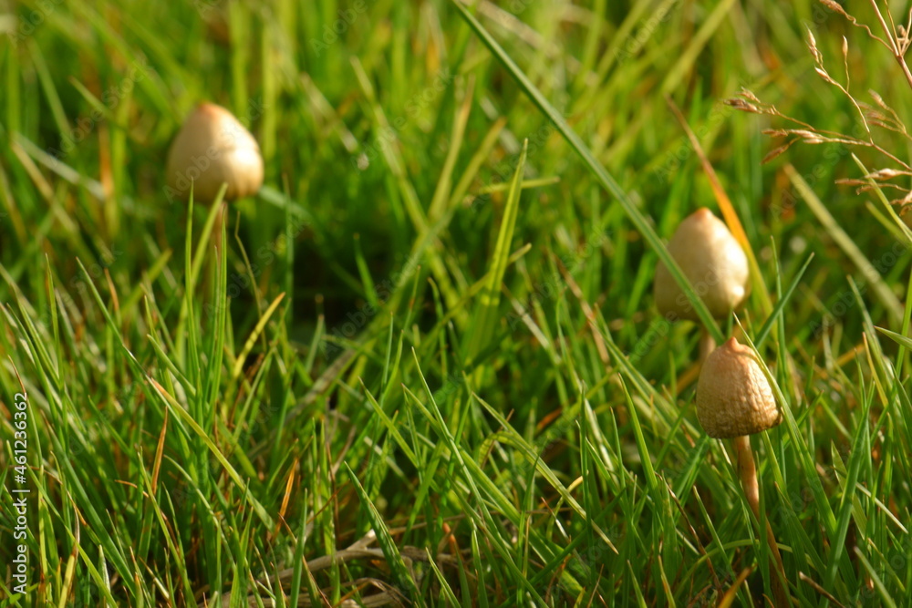 liberty caps also known as magic mushrooms growing in the wild liberty caps also known as magic mushrooms growing in the wild