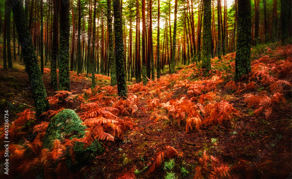 Bosque de pinos y helechos