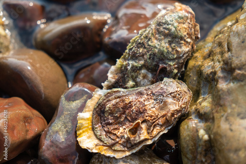 Oysters on the shore of a rocky beach in the sea.