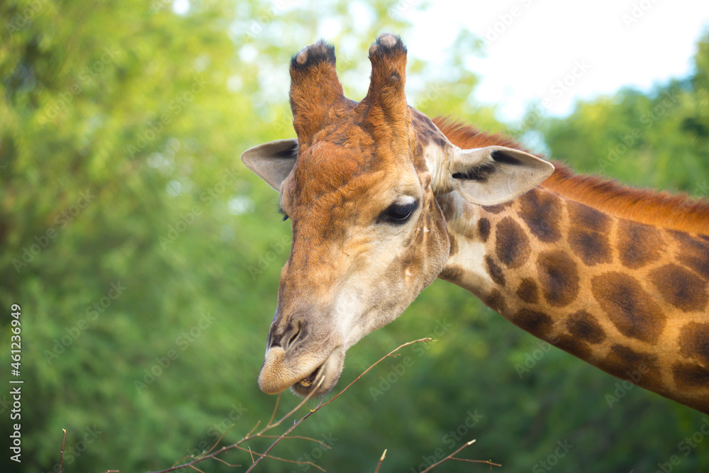 Giraffe in the park eats branches giraffe's head peeps out Giraffe in the park eats branches giraffe's head peeps out