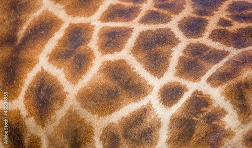 Giraffe stains background texture close-up coloring camouflage space for copy