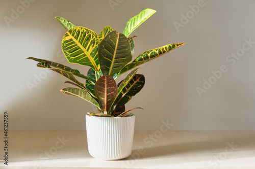 croton flower in a white pot on a wooden table on a gray background