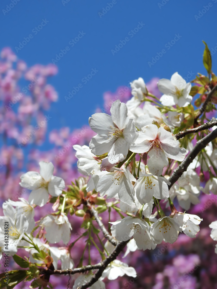 Obraz premium 純白の桜とコバノミツバツツジ