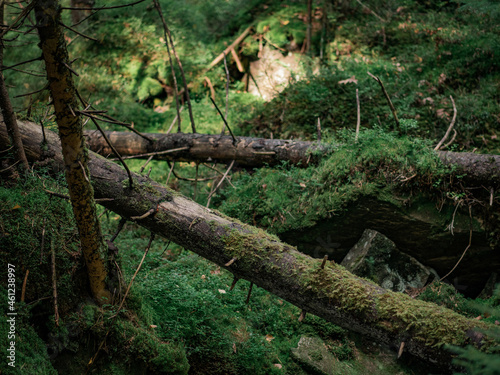 Fallen trees in the forest