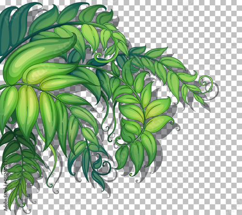Tropical plant on transparent background