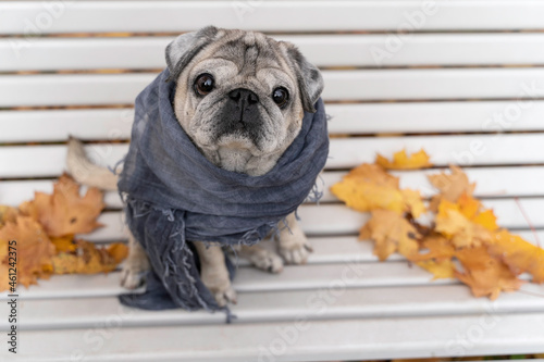 portrait of a pug on a bench