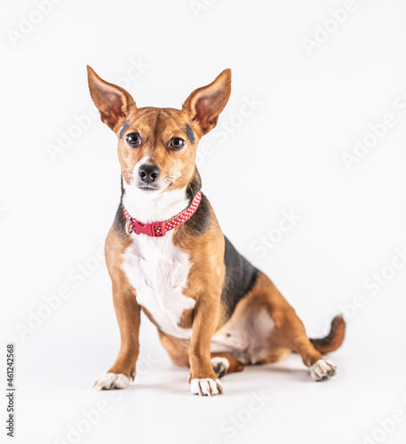Isolated happy brown white and black dog with red collar