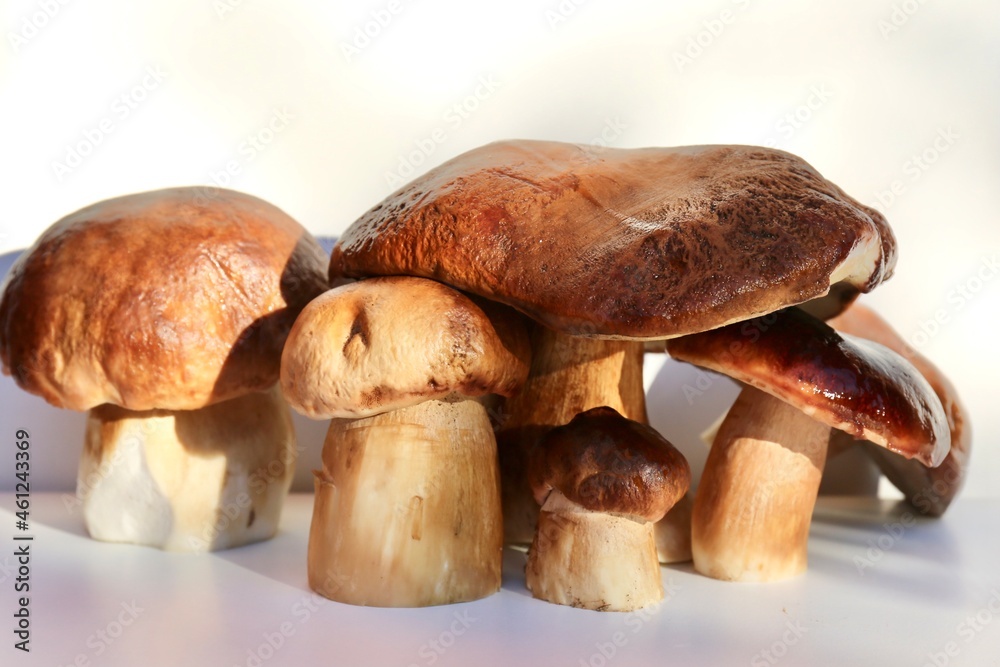 boletus edulis mushroom isolated boletus edulis mushroom isolated
