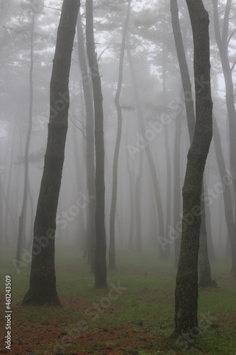 fog in the forest