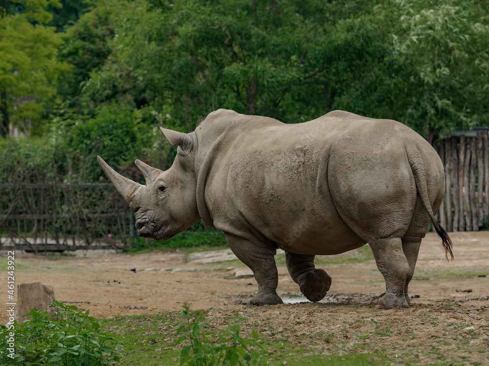 Fototapeta premium Walking southern white rhinoceros - back view